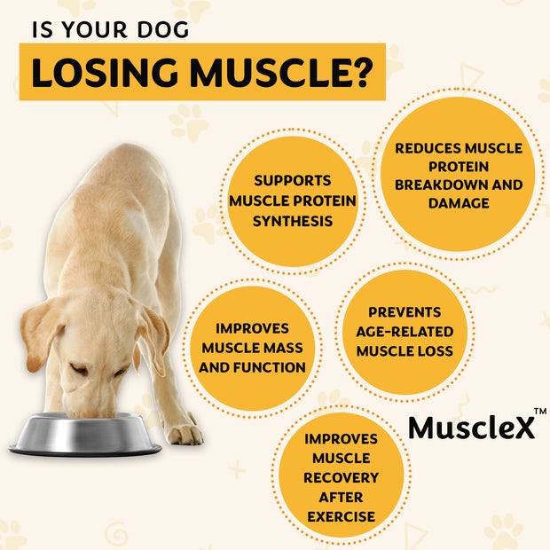 MuscleX Muscle Building Formula for Dogs, (90 capsules) with 500 mg Ca ...